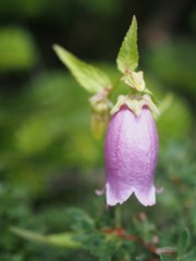 蓼科の山でしっかりと根を下ろすヤマホタルブクロ