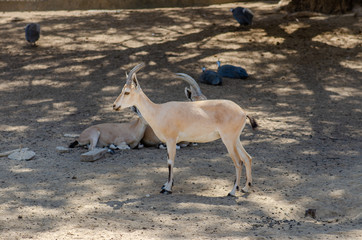 Dorcas gazelle or Ariel gazelle