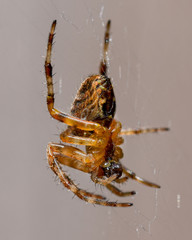 Spider in a web, macro close-up