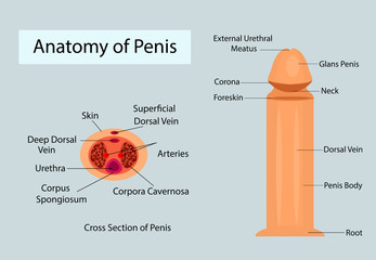 Medical anatomy of penis vector ilustration for medical purposes
