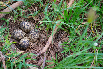 Four bird eggs in hay