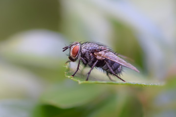 Bug on a leaf, macro close-up