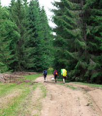 three unrecognizable female hikers on the mountain trail in the spruce forest, with a pocket of garbage
