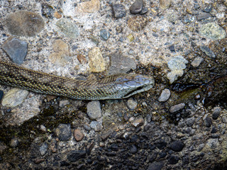 Japanese rat snake Elaphe climacophora beside a small river 1