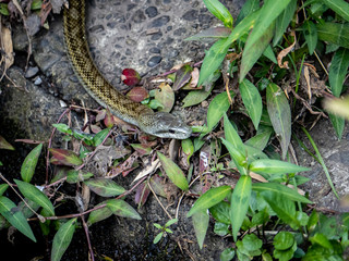 Naklejka premium Japanese rat snake Elaphe climacophora beside a small river 3