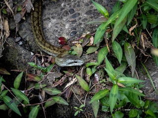 Japanese rat snake Elaphe climacophora beside a small river 4