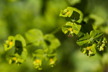 green yellow flower macro photo