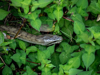 Japanese rat snake Elaphe climacophora beside a small river 5