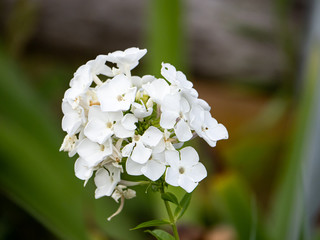white fall Phlox paniculata flower cluster on bloom