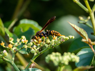 polistes rothneyi paper wasp on bushkiller flowers 3