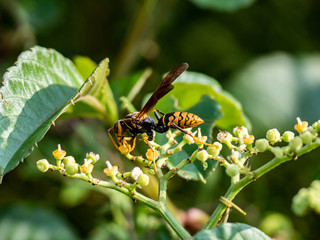 polistes rothneyi paper wasp on bushkiller flowers 5
