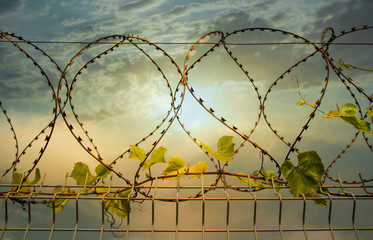 A fence with barbwire and a vine with green leaves creeping along the wire against a beautiful...
