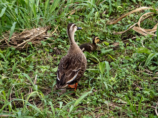 Eastern spot-billed duck on Izumi river bank 4