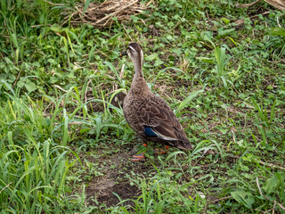 Eastern spot-billed duck on Izumi river bank 3