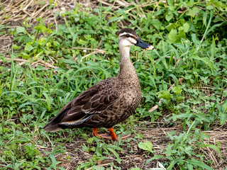 Eastern spot-billed duck on Izumi river bank 6