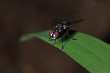 House fly