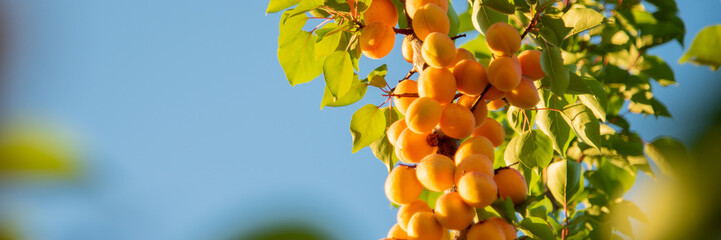 Ripe Apricot on a branch in the garden
