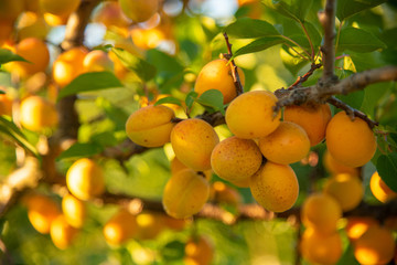 Ripe Apricot on a branch in the garden