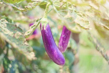 Fresh ripe eggplants "Solanum melongena" .Concept fresh organic eggplant aubergine.Purple aubergine growing in the soil in the garden