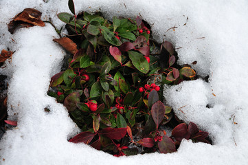 red berries of american wintergreen in snowy garden