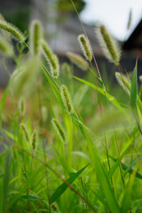 foxtail grass stand still for a while