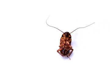 Dead cockroach on white background.