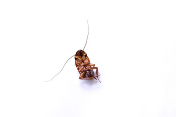 Dead cockroach on white background.