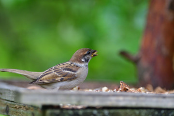 Bird tree sparrow eating sunflower grain  and seeds on fodder rack in summer 