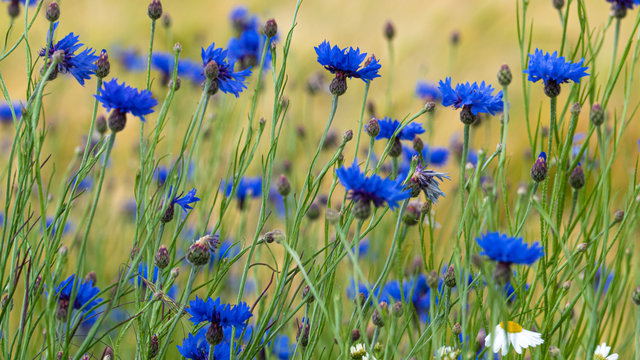 Blue cornflowers (Centaurea cyanus) in a green meadow