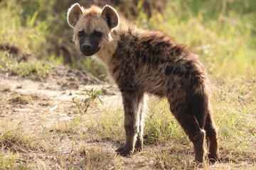 Fototapeta premium Spotted hyena cub standing, Masai Mara National Park, Kenya.