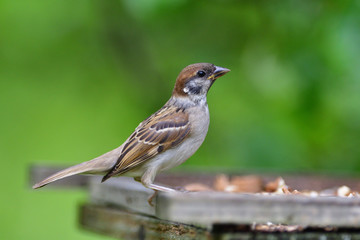 Bird tree sparrow eating sunflower grain  and seeds on fodder rack in summer 