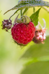 red raspberry fuit in summer