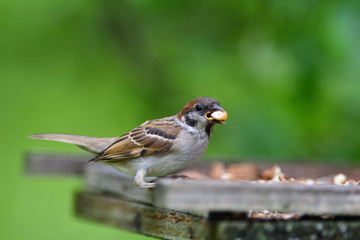 Eurasian tree sparrow eats sunflower on the fodder rack