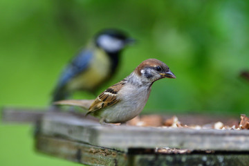 Eurasian tree sparrow eats sunflower on the fodder rack