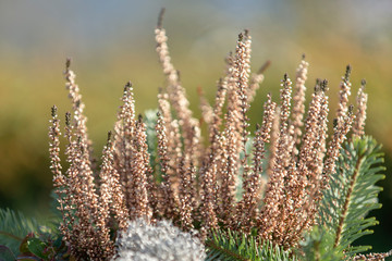 A close up of a heather plant