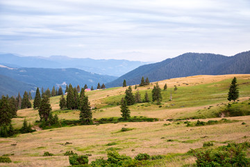 Obraz premium huts and sheeps herd in the mountain valley, yellow grass and blue mountains on the background