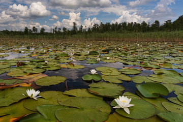 Landscape evening with sunset on a lake with lilies, with beautiful sky in summer season