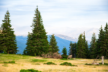 Fototapeta na wymiar glade in the mountain forest, mountain ridge in blue light on the background