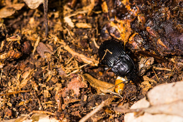 black beetle crawling on forest soil