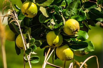 Mature fruits of yellow quince. Bunch of yellow quince fruits growing on the bush at countryside