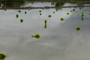 ducks in pond