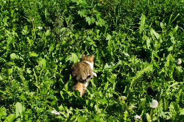 hunting cat in nature, grass