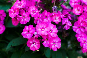 Phlox, beautiful pink flowers outdoor