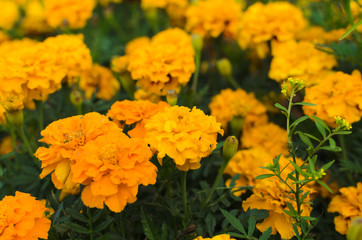 Tagetes flowers closeup in the garden
