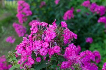 Phlox, beautiful pink flowers outdoor