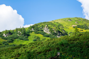 Obraz premium green alpine mount couloir with grey rocks and yellow flowers, covered with small alpine spruce