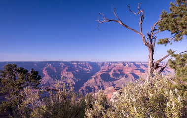 Looking pass the beautiful trees on the rim and into the depths of the glorious Grand Canyon at the south rim is inspirational thinking about the geology and years it has taken this scenic wonder to f