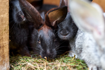 Gray and black bunny rabbits eating grass, closeup