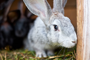 Cute gray and brown rabbit in a cage, close up