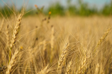 Russian field sown with wheat on a sunny day